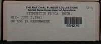 Stemonitis fusca image